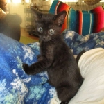 Savannah, F-SBT, Black on Black Male, DOB 9-19-17