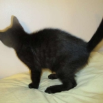 Savannah, F-6SBT, Black on Black Male, DOB 9-19-17