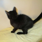 Savannah, F-6SBT, Black on Black Male, DOB 9-19-17