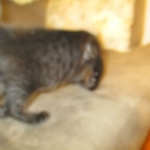 Savannah, F-6SBT, Black on Black Male, DOB 9-19-17