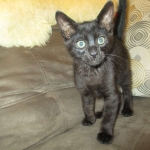 Savannah, F-6SBT, Black on Black Male, DOB 9-19-17