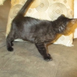 Savannah, F-6SBT, Black on Black Male, DOB 9-19-17