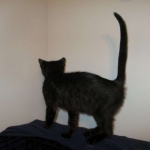 Savannah, F-6SBT, Black Smoke Male, DOB 9-19-17