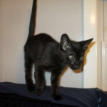 Savannah, F-6SBT, Black Smoke Male, DOB 9-19-17