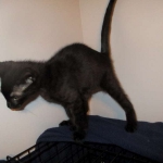 Savannah, F-6SBT, Black Smoke Male, DOB 9-19-17