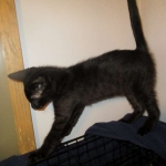 Savannah, F-6SBT, Black Smoke Male, DOB 9-19-17