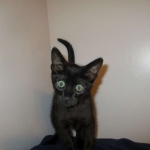 Savannah, F-6SBT, Black Smoke Male, DOB 9-19-17