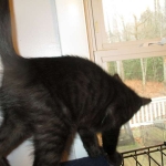 Savannah, F-6sbt, black on black male DOB 9/19/17