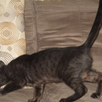 Savannah, F-6sbt, black on black male DOB 9/19/17