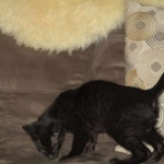 Savannah, F-6sbt, black on black male DOB 9/19/17