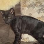 Savannah, F-6sbt, black on black male DOB 9/19/17