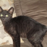 Savannah, F-6sbt, black on black male DOB 9/19/17