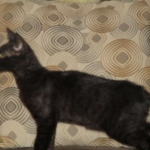 Savannah, F-6sbt, black on black male DOB 9/19/17