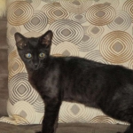 Savannah, F-6sbt, black on black male DOB 9/19/17