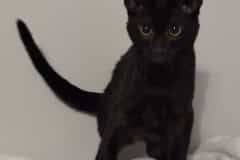 Quicheka Savannah F-6SBT Black Smoke Female DOB 3-29-24