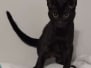 Quicheka Savannah F-6SBT Black Smoke Female DOB 3-29-24