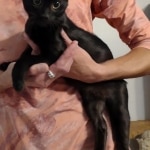 F6-SBT-Black-smoke-female-DOB-3-29-24-B