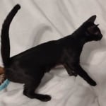 Savannah-F4-SBT-Female-1-DOB-4-7-24-B