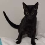 Savannah-F6-SBT-Female-DOB-3-29-24-A