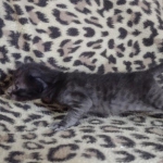 Savannah F-6SBT smoke female DOB 3-29-24