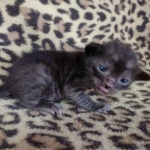 Savannah F-6SBT smoke female DOB 3-29-24