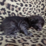 Savannah F-6SBT smoke female DOB 3-29-24