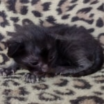 Savannah F-6SBT smoke female DOB 3-29-24