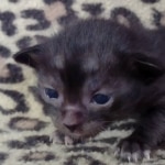 Savannah F-6SBT smoke female DOB 3-29-24