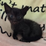 Savannah F-6SBT smoke female DOB 3-29-24