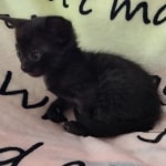 Savannah F-6SBT smoke female DOB 3-29-24