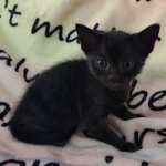 Savannah F-6SBT smoke female DOB 3-29-24