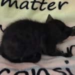 Savannah F-6SBT smoke female DOB 3-29-24