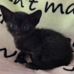 Savannah F-6SBT smoke female DOB 3-29-24