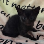 Savannah F-6SBT smoke female DOB 3-29-24