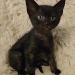 Savannah F-6SBT smoke female DOB 3-29-24