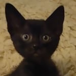 Savannah F-6SBT smoke female DOB 3-29-24