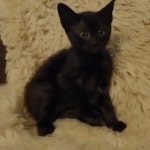 Savannah F-6SBT smoke female DOB 3-29-24