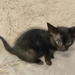 Savannah F-6SBT smoke female DOB 3-29-24