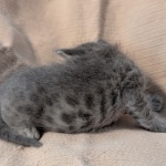 F-SBT-Savannah-kitten-b