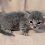 F-SBT-Savannah-kitten-d