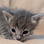 F-SBT-Savannah-kitten-e
