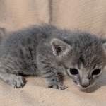 F-SBT-Savannah-kitten-f
