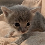 F-SBT-Savannah-kitten