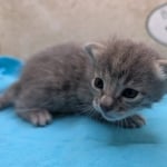 Savannah-F-6SBT-blue-amber-male-DOB-4-14-26-a
