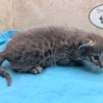 Savannah-F-6SBT-blue-amber-male-DOB-4-14-26-b