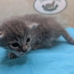Savannah-F-6SBT-blue-amber-male-DOB-4-14-26-f