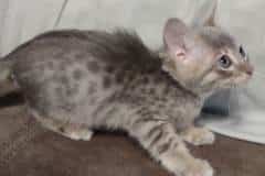 Athena Savannah F-6SBT Blue female DOB 3-10-23