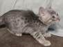 Athena Savannah F-6SBT Blue female DOB 3-10-23