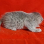 Athena F-6SBT Blue Female DOB 3-10-23