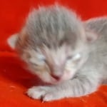 Savannah Athena F-6SBT Blue Female DOB 3-10-23